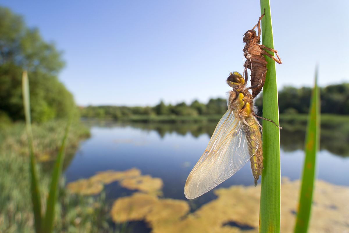 Four Spotted Chaser Dragonfly wideangle 1